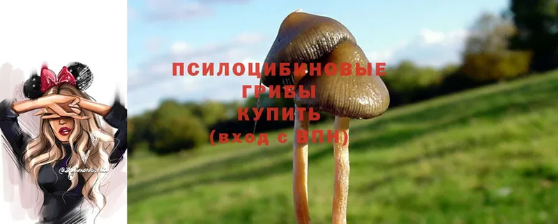 Галлюциногенные грибы Psilocybine cubensis  купить закладку  ссылка на мегу ТОР  Голицыно 